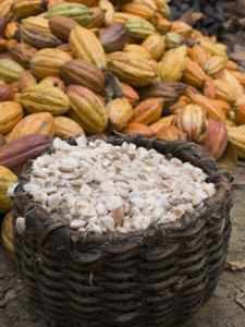 Semillas de Cacao