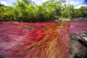 Cano cristales 6