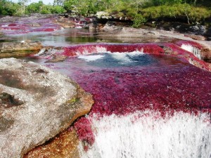 cano-cristales 3 abrir
