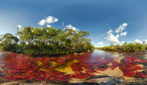 cano-cristales 4