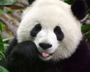 oso panda 6