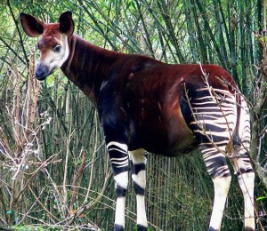 Okapi