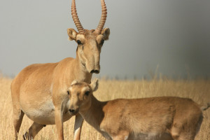 animal Saiga Antelope