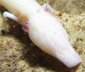 animal Salamandra Olm