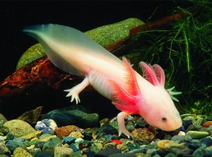 animales extincion Axolotl