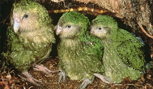 animales extincion Kakapo