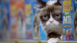 grumpy cat 1