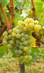 uvas blancas