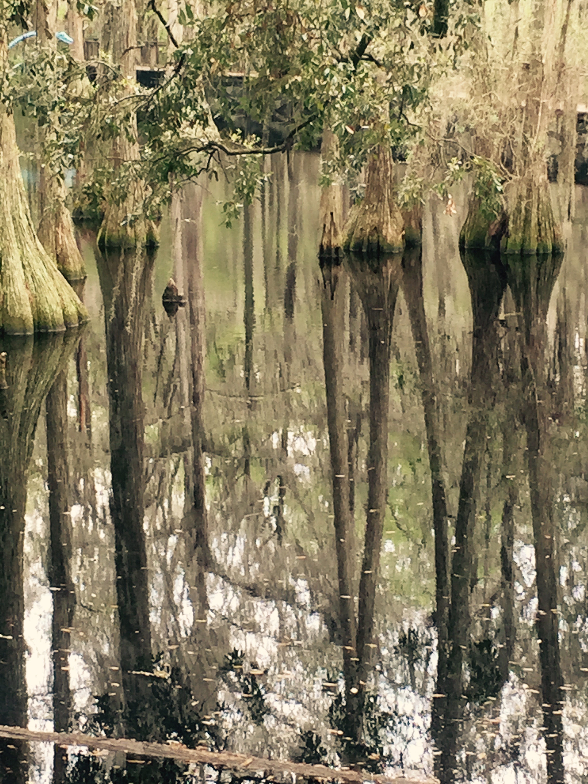 foto everglades