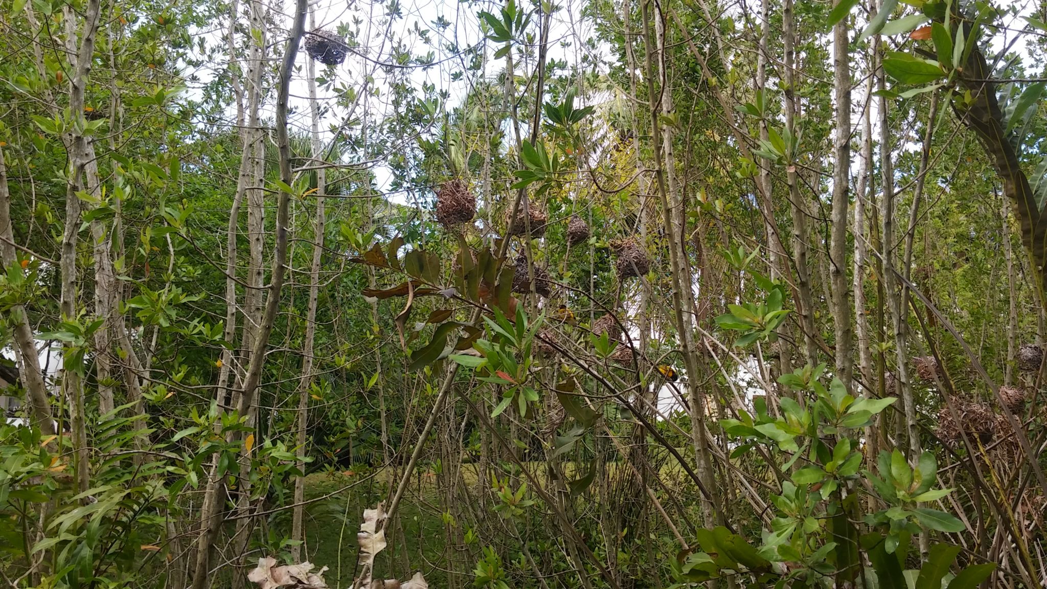 Los nidos de los pájaros de la zona