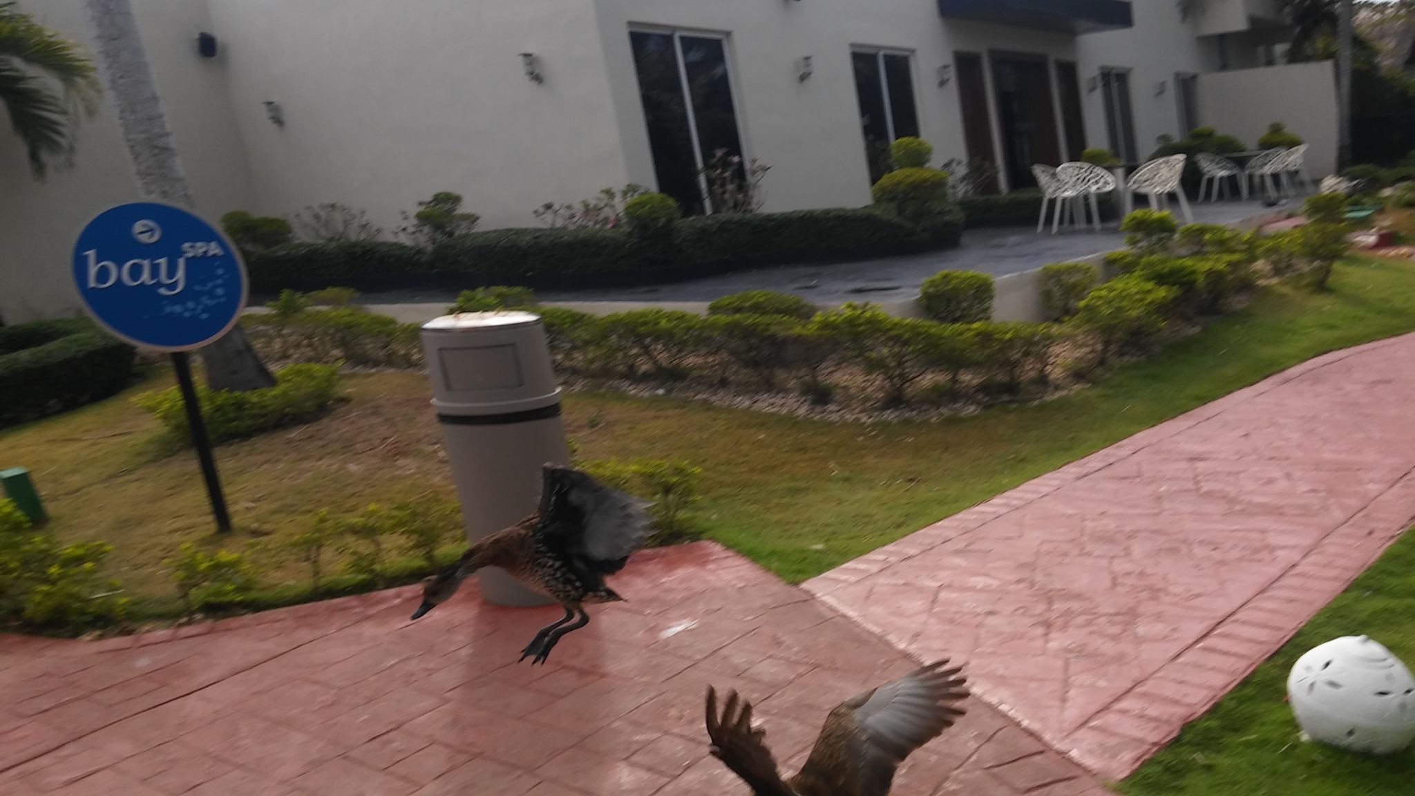 Es común ver patos y pavos en los pasillos.