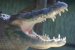 ¿Cómo los niños pueden visitar la Costa Histórica de Florida sin salir de casa?