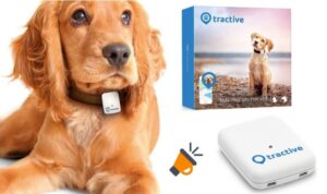 Tecnología smart para humanos y ¡perros felices!
