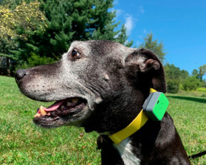 Tecnología smart para humanos y ¡perros felices!