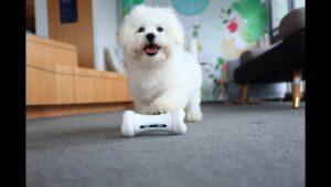 Tecnología smart para humanos y ¡perros felices!