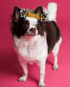 Moda de lujo para mascotas: 5 marcas que son tendencia