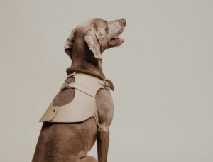 Moda de lujo para mascotas: 5 marcas que son tendencia