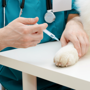 Convivir con un perro: ¿Qué hacer cuando se enferma?