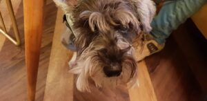 Convivir con un perro: ¿Qué hacer cuando se enferma?