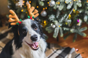 7 consejos para que tu mascota se sienta segura en Navidad