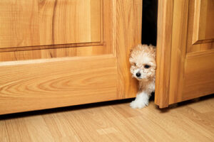 7 consejos para que tu mascota se sienta segura en Navidad