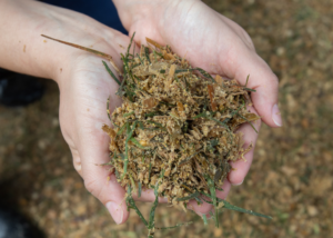 ¿Cómo celebra el Día de la Tierra un Granjero Lechero? 