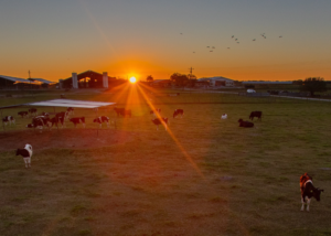 ¿Cómo celebra el Día de la Tierra un Granjero Lechero? 