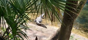 Glamping: Carpas de lujo para disfrutar la naturaleza