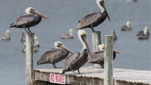 Apalachicola: Un tesoro culinario y turístico de Florida