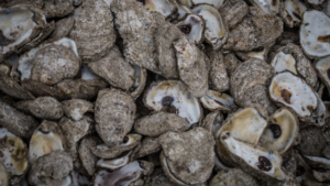 Apalachicola: Un tesoro culinario y turístico de Florida